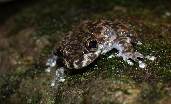 The Endangered Waterfall Frog, <i>Litoria nannotis</i>
