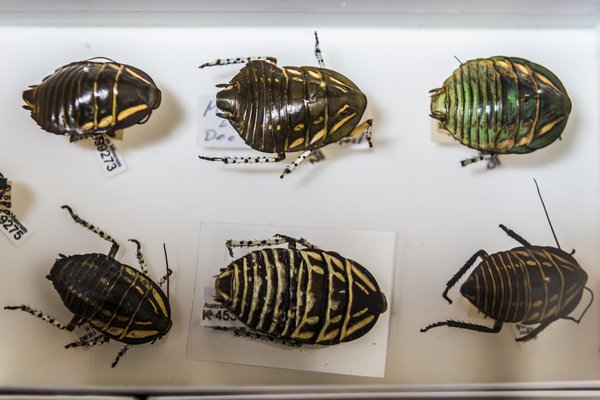 Entomology Collection Area 2018