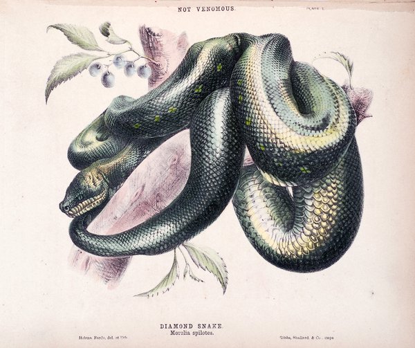 The snakes of Australia : an illustrated and descriptive catalog