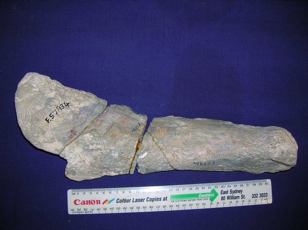 Opalised fossil Lightning Ridge stegosaurid ulna