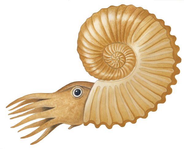 Illustration ammonite