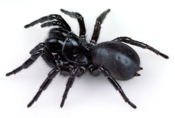 Female Blue Mountains Funnel-web Spider, (Hadronyche versuta)