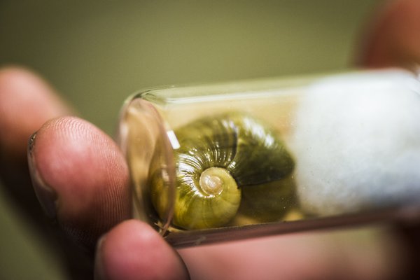 A small shell in a vial