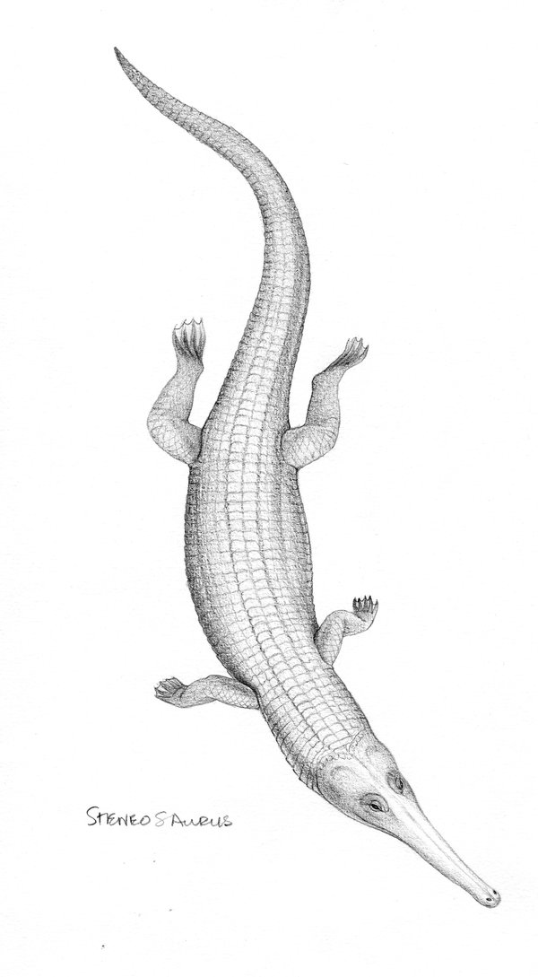 Illustration of steneosaurus bollensis