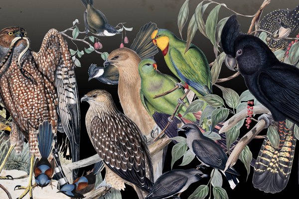 Touring Exhibition: The Birds of Australia birdscape.