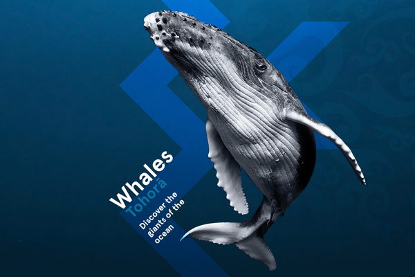 Whales | Tohorā promotional banner