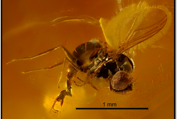 Atlatlia a genus of tiny flies from Australia