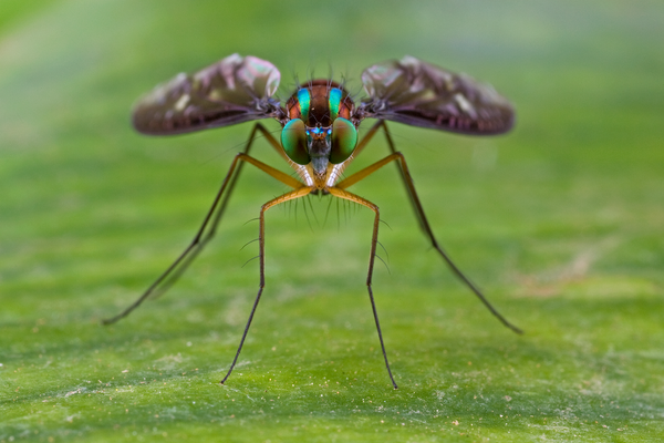 Long-legged fly from Papua New Guinea, Chrysosoma bitcoin.
