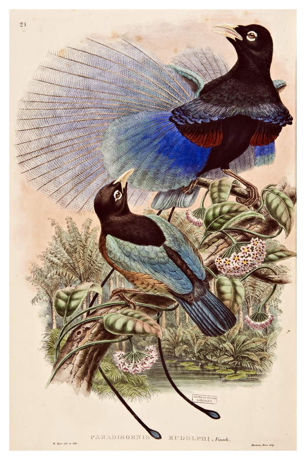 Monograph of the Paradiseidae or Birds of Paradise and Ptilonorhynchidae or Bower-birds / by R. Bowdler Sharpe.