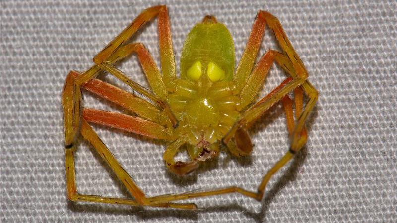 Spider identification photo
