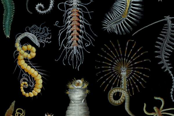 Coloured plate showing the diversity of annelids