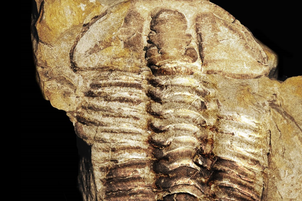 Newly discovered trilobite (Gravicalymene bakeri)